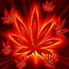 Fire weed