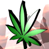 MSN Weed