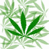 cannabis leaves