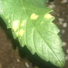 Voedingswater op het blad gemorst