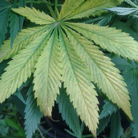 Wietplant teveel voeding geven