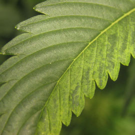 TMV: tabaksmozaekvirus