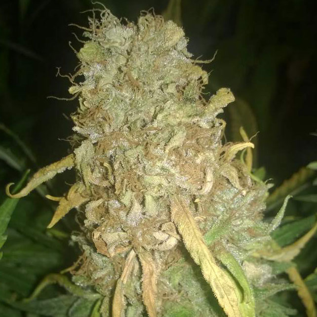 Toprot: Schimmel in je toppen