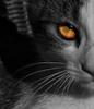 CatsEye