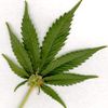 Grateful Ganja Guru