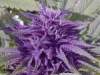 Stoner1