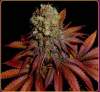 superskunk1984