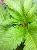 WhiteWidow88