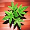 cannabiscoen