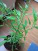 growstars