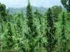 Weedman010