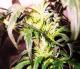 Herbalist