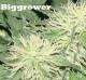 Biggrower