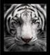 tijger