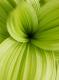 greenKweker