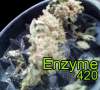 Enzyme