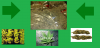 MLC