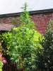 LemonKaia