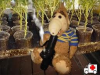 alf