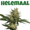 Helemaal Top