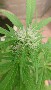 fritscannabis