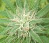 -Stoney-