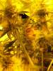 growtillweblow