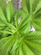 Plantje12