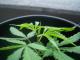 realbud