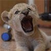Lijger