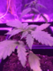 ItalianBud