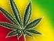 Cannabussiness