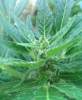 Blowa