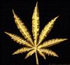 Ganja Guru