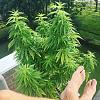 masterkushfarmer