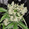 Cookieekush