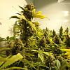 WGanja