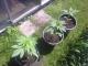 Greenhouse
