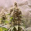 Hobbyenmedical