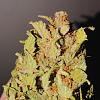 Justgrower