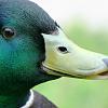 Kweking Eend
