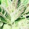 Sugar leaf