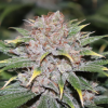 Homegrow77