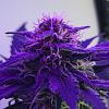 Budapprentice