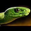 Green Mamba