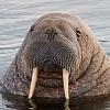 White Walrus