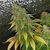 SmokeHaze