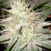 Anonymous grower