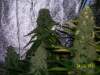 pietweed