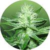 Greenery